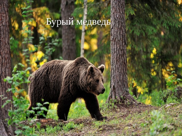 Бурый медведь 