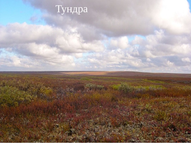 Тундра 