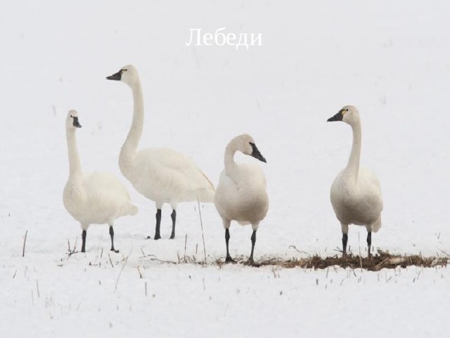 Лебеди 