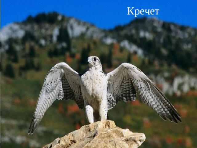Кречет 
