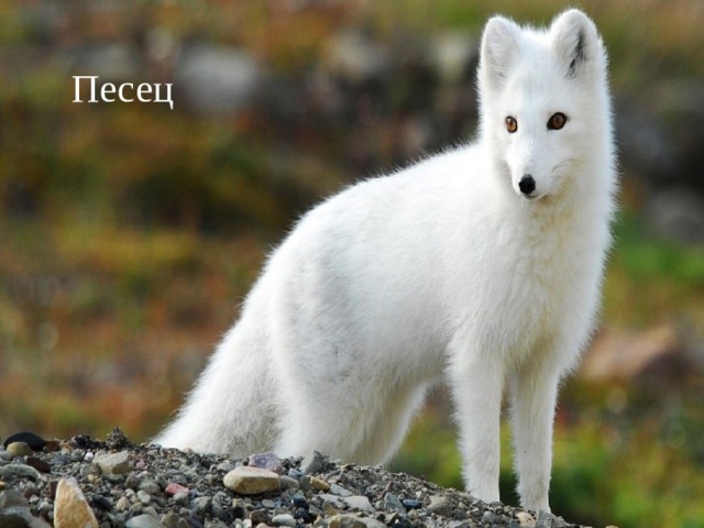 Песец 