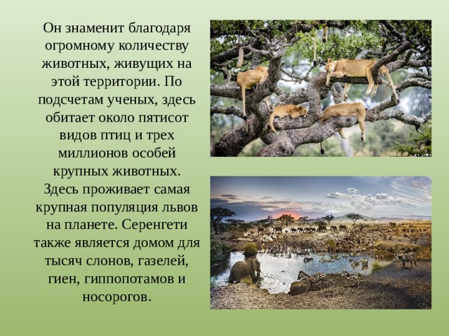 Он знаменит благодаря огромному количеству животных, живущих на этой территории. По подсчетам ученых, здесь обитает около пятисот видов птиц и трех миллионов особей крупных животных.  Здесь проживает самая крупная популяция львов на планете. Серенгети также является домом для тысяч слонов, газелей, гиен, гиппопотамов и носорогов.   