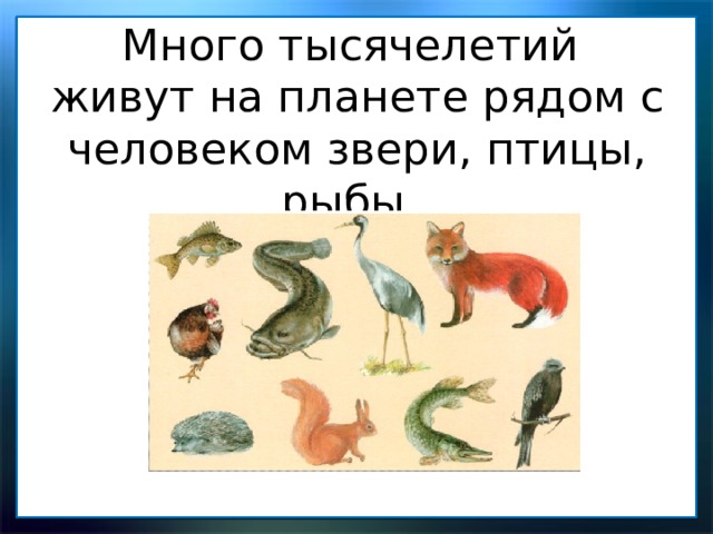 Много тысячелетий живут на планете рядом с человеком звери, птицы, рыбы. 