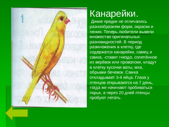 Канарейки.  Дикие предки не отличались разнообразием форм, окраски и пения. Теперь любители вывели множество оригинальных разновидностей. В период размножения в клетку, где содержатся канарейки, самец и самка, -ставят гнездо, сплетённое из верёвок или проволоки, кладут в клетку кусочки ваты, мха, обрывки бечевок. Самка откладывает 3-4 яйца. Глаза у птенцов открываются на 7 день, тогда же начинают пробиваться пкрья, а через 20 дней птенцы пробуют летать. 