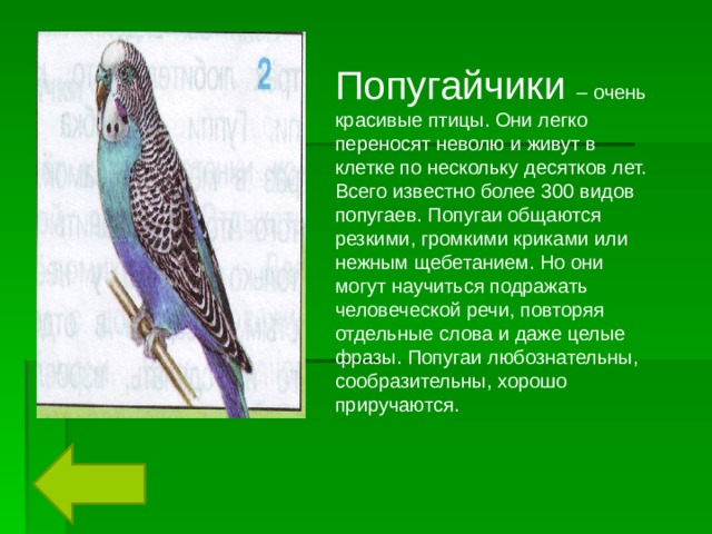 Попугайчики – очень красивые птицы. Они легко переносят неволю и живут в клетке по нескольку десятков лет. Всего известно более 300 видов попугаев. Попугаи общаются резкими, громкими криками или нежным щебетанием. Но они могут научиться подражать человеческой речи, повторяя отдельные слова и даже целые фразы. Попугаи любознательны, сообразительны, хорошо приручаются. 