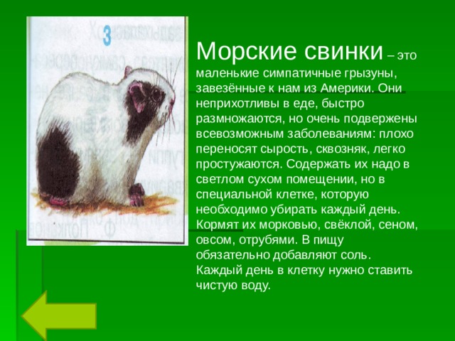 Морские свинки – это маленькие симпатичные грызуны, завезённые к нам из Америки. Они неприхотливы в еде, быстро размножаются, но очень подвержены всевозможным заболеваниям: плохо переносят сырость, сквозняк, легко простужаются. Содержать их надо в светлом сухом помещении, но в специальной клетке, которую необходимо убирать каждый день. Кормят их морковью, свёклой, сеном, овсом, отрубями. В пищу обязательно добавляют соль. Каждый день в клетку нужно ставить чистую воду. 