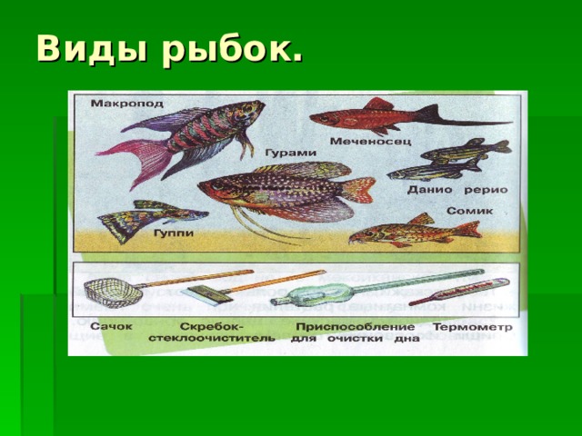 Виды рыбок. 