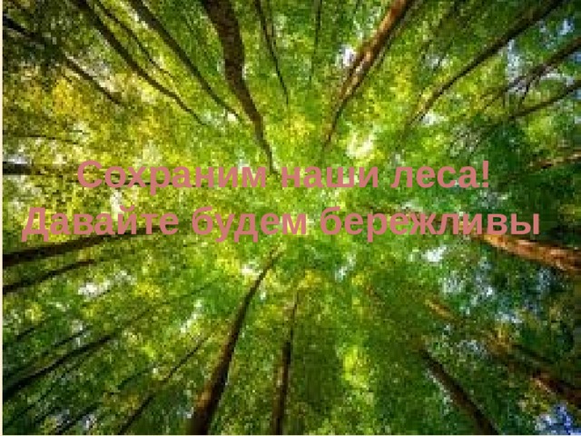  Сохраним наши леса! Давайте будем бережливы . 