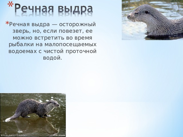 Речная выдра — осторожный зверь, но, если повезет, ее можно встретить во время рыбалки на малопосещаемых водоемах с чистой проточной водой. 