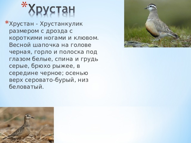 Хрустан - Хрустанкулик размером с дрозда с короткими ногами и клювом. Весной шапочка на голове черная, горло и полоска под глазом белые, спина и грудь серые, брюхо рыжее, в середине черное; осенью верх серовато-бурый, низ беловатый. 