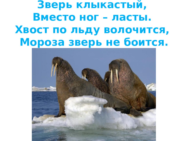 Зверь клыкастый,  Вместо ног – ласты.  Хвост по льду волочится,  Мороза зверь не боится.   
