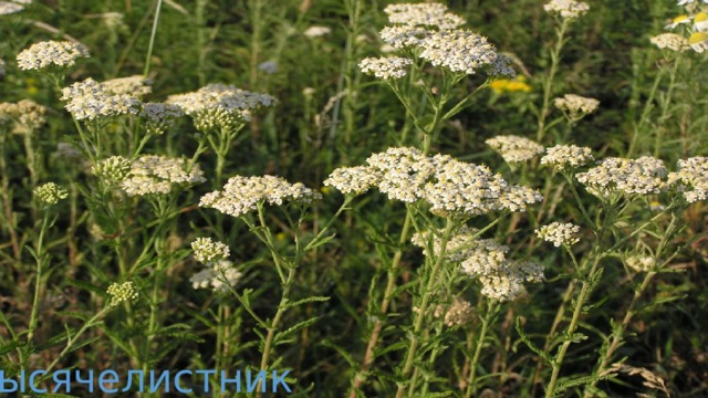 Тысячелистник 