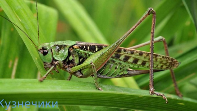 Кузнечики 