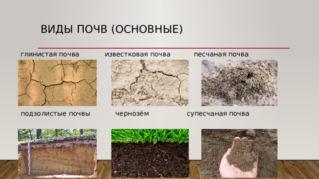 Виды почв (основные) глинистая почва известковая почва песчаная почва подзолистые почвы чернозём супесчаная почва 