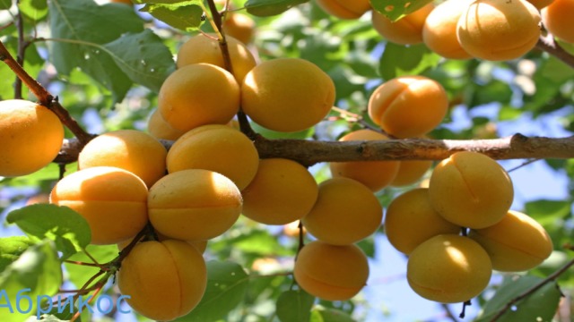 Абрикос 