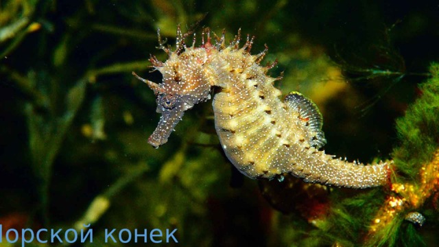 Морской конек 
