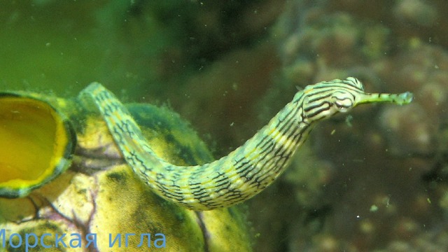 Морская игла 