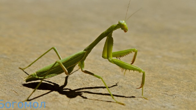 Богомол 