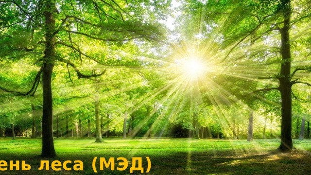 День леса (МЭД) 
