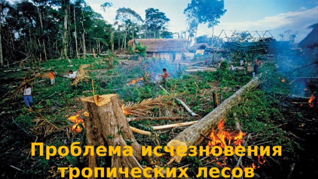 Проблема исчезновения тропических лесов 