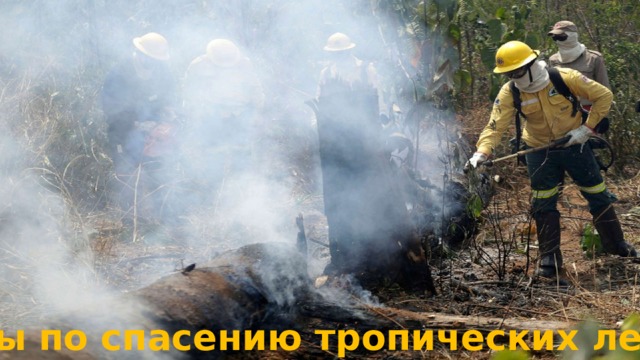 Меры по спасению тропических лесов 
