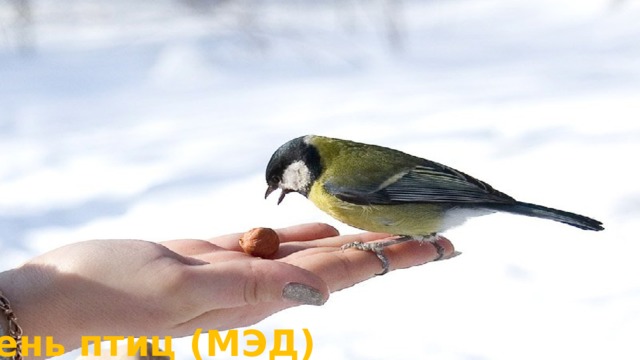 День птиц (МЭД) 