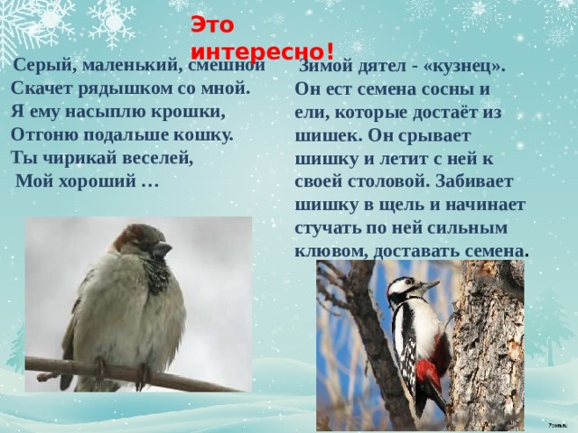 Это интересно!  Серый, маленький, смешной  Скачет рядышком со мной.  Я ему насыплю крошки,  Отгоню подальше кошку.  Ты чирикай веселей,  Мой хороший …  Зимой дятел - «кузнец». Он ест семена сосны и ели, которые достаёт из шишек. Он срывает шишку и летит с ней к своей столовой. Забивает шишку в щель и начинает стучать по ней сильным клювом, доставать семена . 