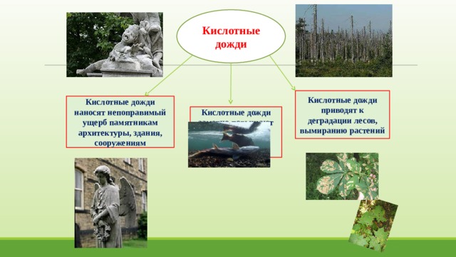 Кислотные дожди Кислотные дожди приводят к деградации лесов, вымиранию растений Кислотные дожди наносят непоправимый ущерб памятникам архитектуры, здания, сооружениям Кислотные дожди заметно повышают кислотность озер, прудов, водохранилищ 