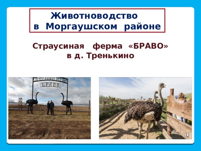 Животноводство в Моргаушском районе Страусиная ферма «БРАВО» в д. Тренькино 