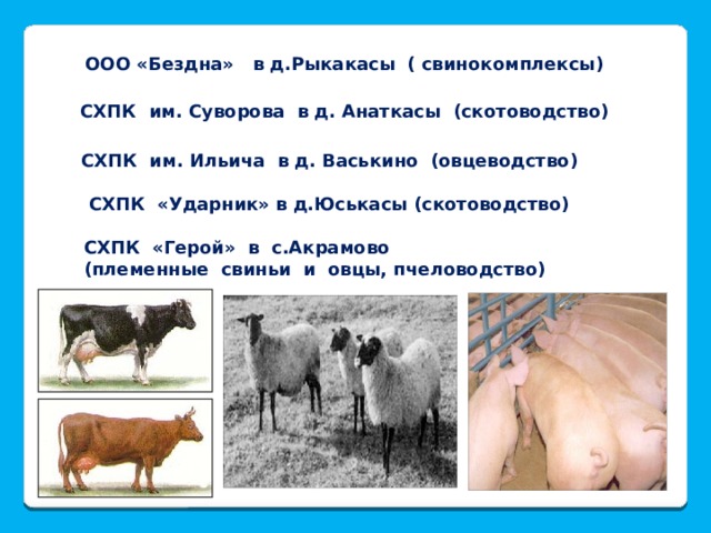 ООО «Бездна» в д.Рыкакасы ( свинокомплексы) СХПК им. Суворова в д. Анаткасы (скотоводство) СХПК им. Ильича в д. Васькино (овцеводство) СХПК «Ударник» в д.Юськасы (скотоводство) СХПК «Герой» в с.Акрамово (племенные свиньи и овцы, пчеловодство) 