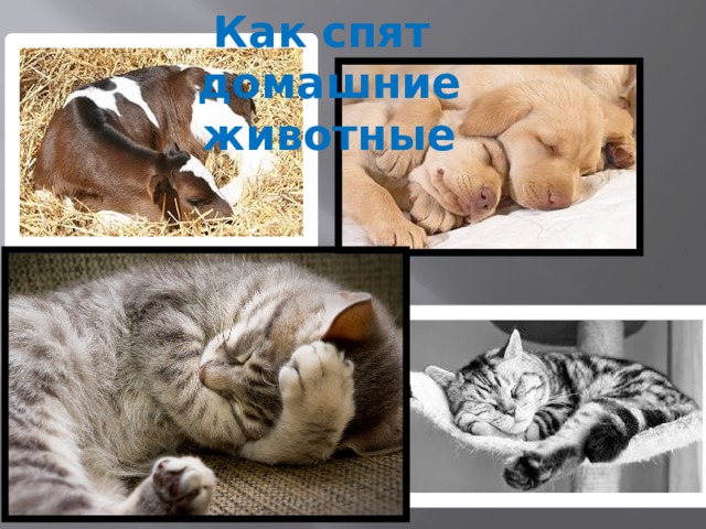 Как спят домашние животные 