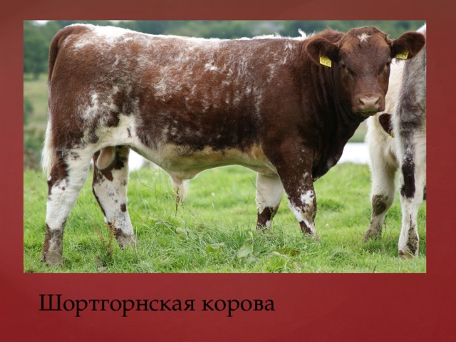 Шортгорнская корова 