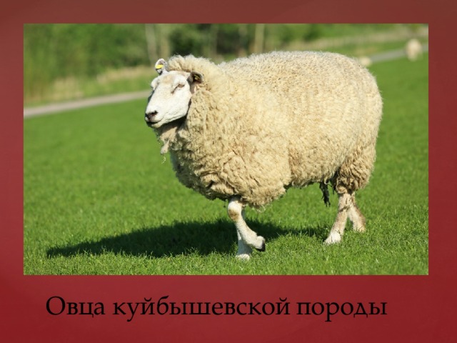 Овца куйбышевской породы 