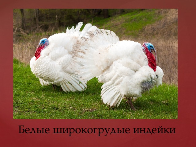 Белые широкогрудые индейки 