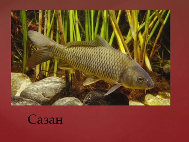 Сазан 