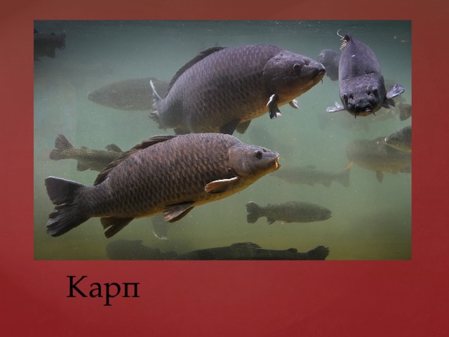 Карп 