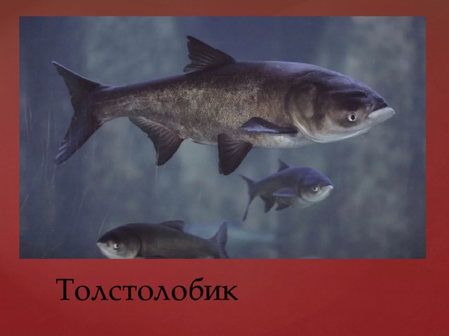 Толстолобик 
