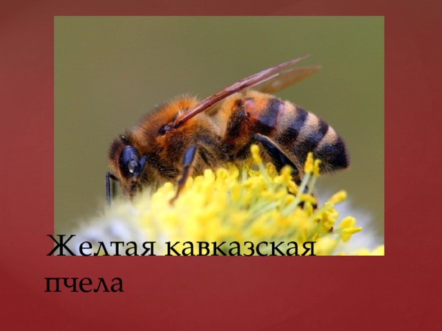 Желтая кавказская пчела 