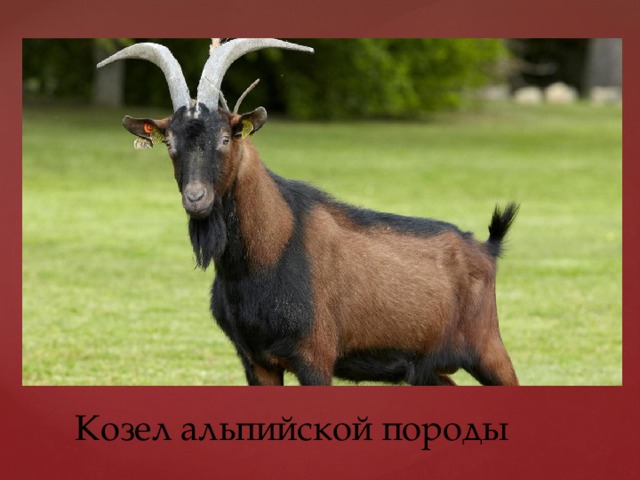 Козел альпийской породы 