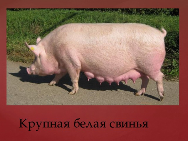Крупная белая свинья 