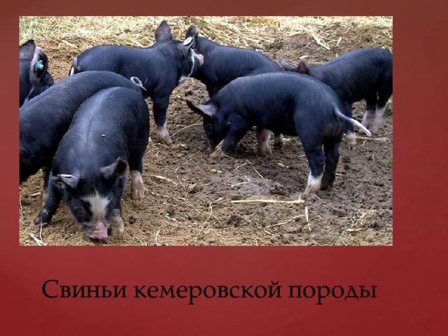 Свиньи кемеровской породы 