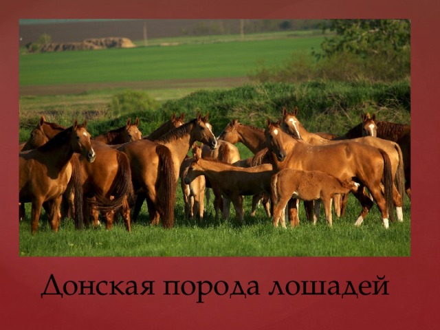 Донская порода лошадей 