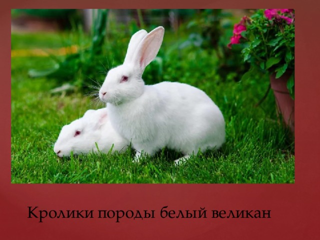 Кролики породы белый великан 