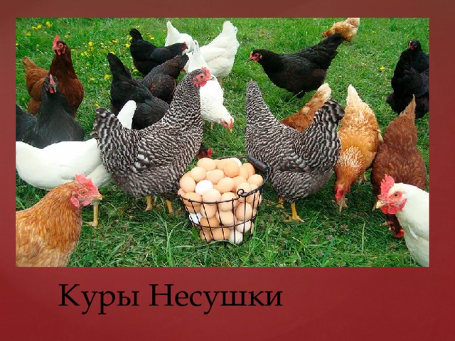 Куры Несушки 