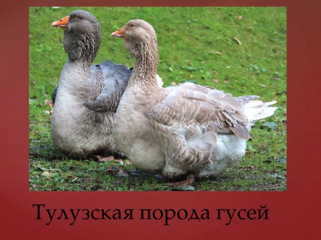 Тулузская порода гусей 