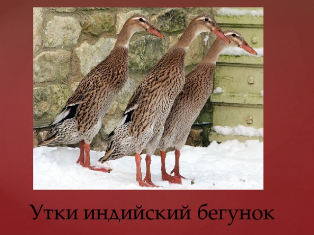 Утки индийский бегунок 