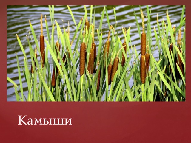 Камыши 