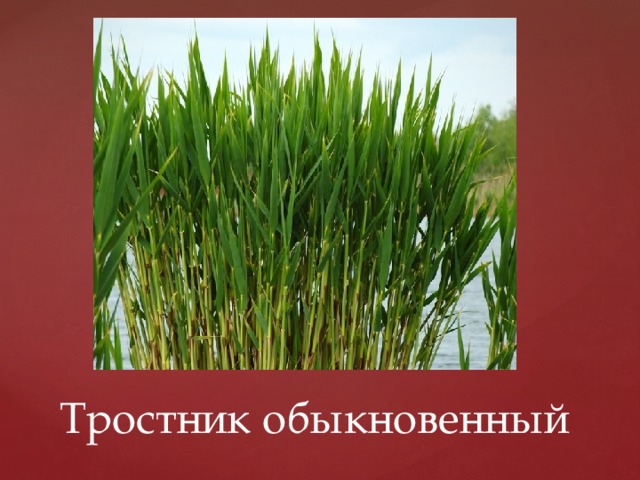 Тростник обыкновенный 