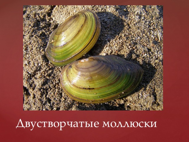 Двустворчатые моллюски 