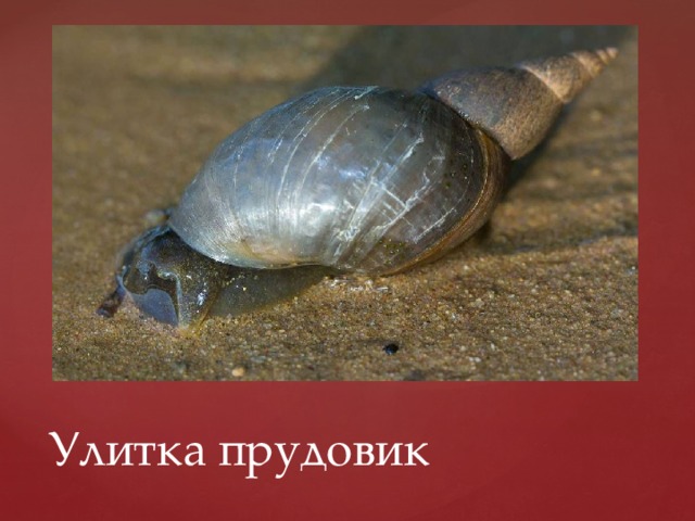Улитка прудовик 